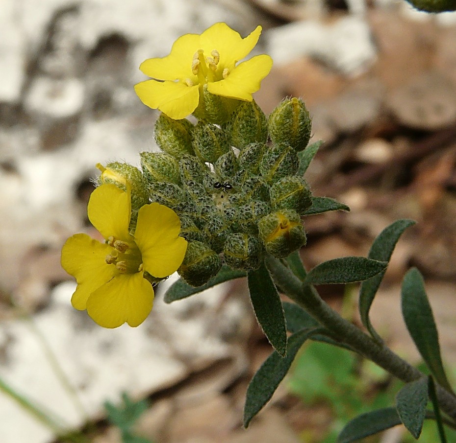 Alyssum montanum